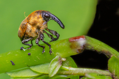 Trigonocolus