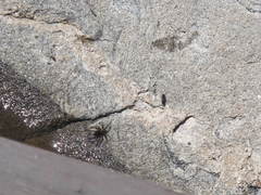 Anoplius depressipes