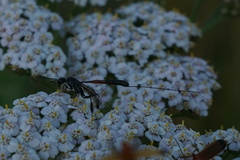 Gasteruption jaculator