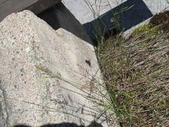 Anoplius depressipes