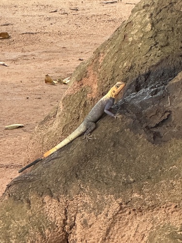 Rainbow Agama
