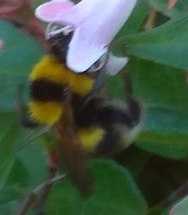 Bombus ruderatus