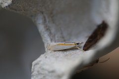Crambus girardellus