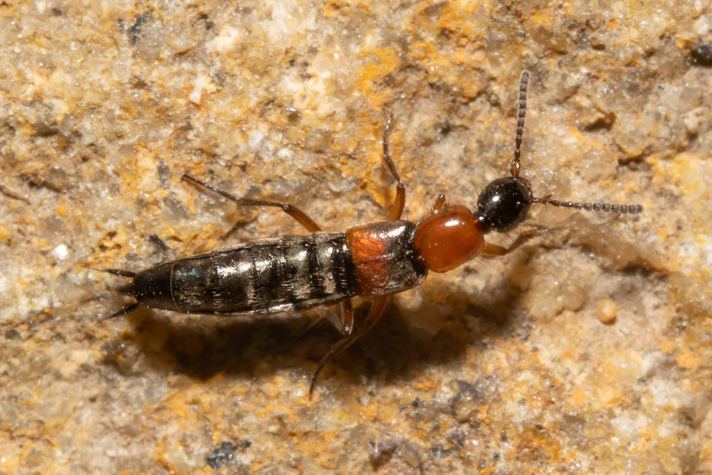 Rabigus tenuis