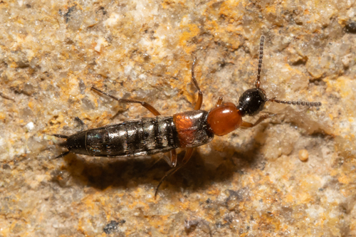 Rabigus tenuis