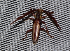 Piesarthrius marginellus