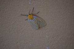 Pseudischnocampa striata