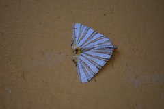 Pityeja histrionaria