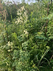 Thalictrum dasycarpum