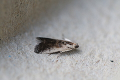 Acrobasis tumidulella
