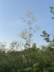 Thalictrum dasycarpum