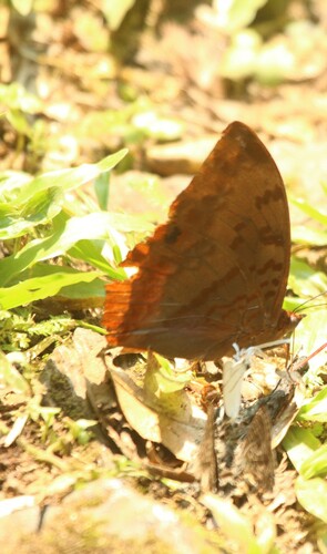 Flame-bordered Charaxes