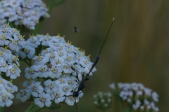 Gasteruption jaculator