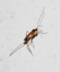 Macrocentrinae