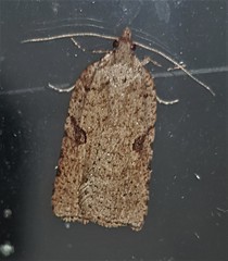 Meritastis polygraphana
