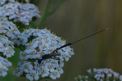 Gasteruption jaculator