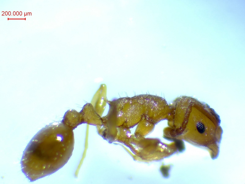 Temnothorax parvulus