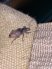 Brachyderes incanus