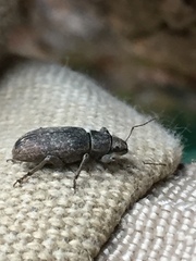 Brachyderes incanus