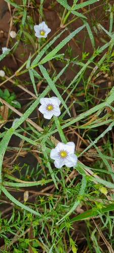 Nierembergia scoparia, photograph 6