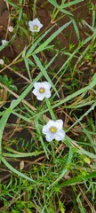 Nierembergia scoparia, photograph (c) Pablo M. Verón, some rights reserved (CC BY)