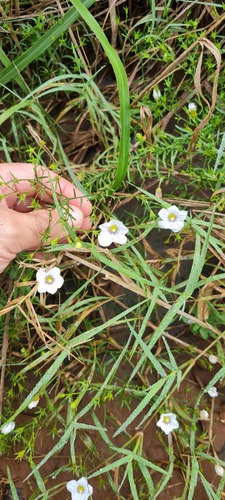 Nierembergia scoparia, photograph 4