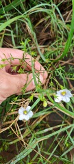 Nierembergia scoparia, photograph (c) Pablo M. Verón, some rights reserved (CC BY)