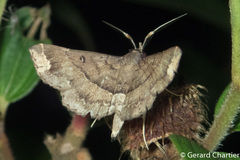 Adrapsa quadrilinealis