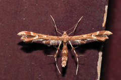 Geina periscelidactylus