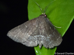 Adrapsa geometroides