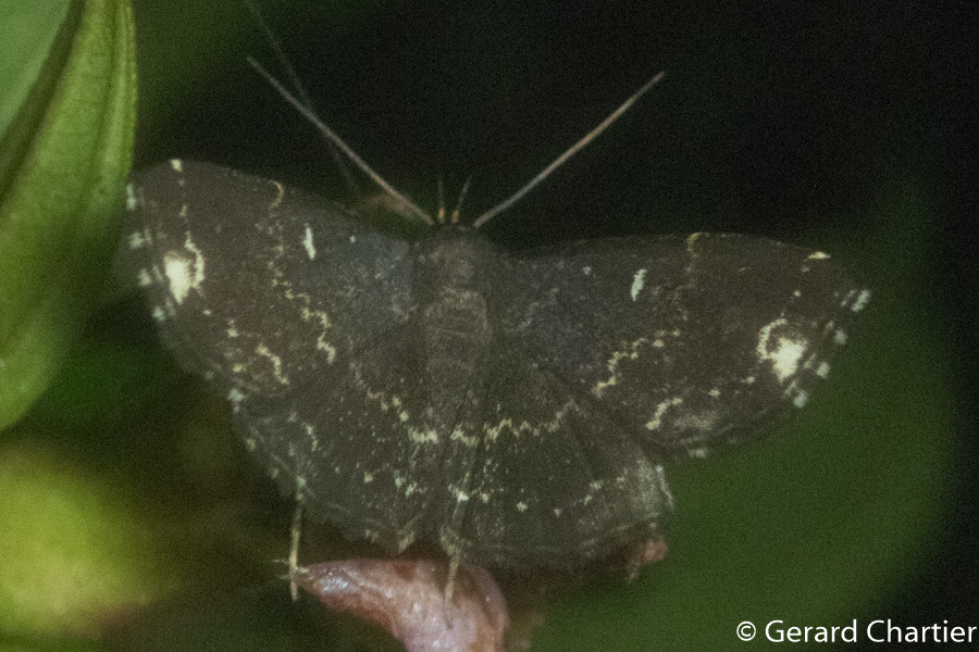 Adrapsa orgyoides