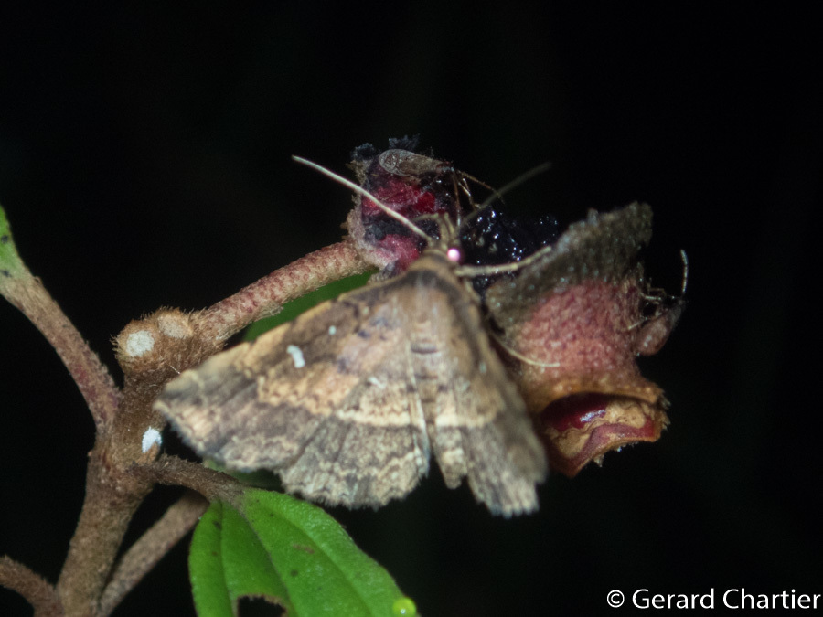 Adrapsa alsusalis
