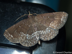 Adrapsa geometroides