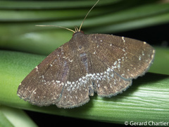 Adrapsa geometroides
