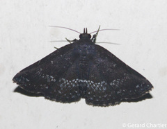 Adrapsa geometroides