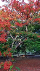 Delonix regia