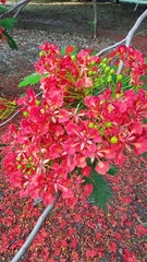 Delonix regia