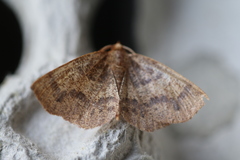 Metarranthis refractaria