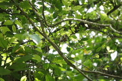Erpornis zantholeuca
