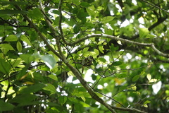 Erpornis zantholeuca