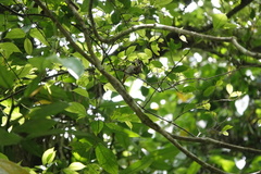 Erpornis zantholeuca