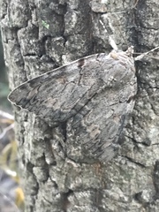 Catocala agrippina