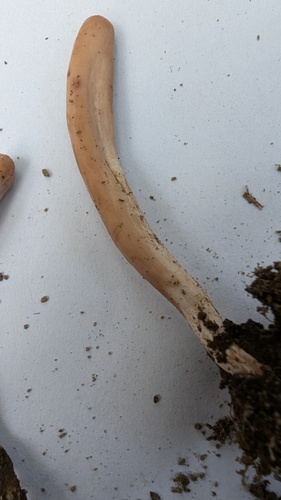 Clavariadelphus ligula