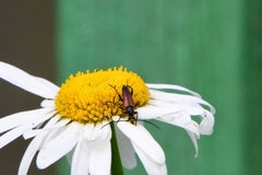 Stenurella melanura