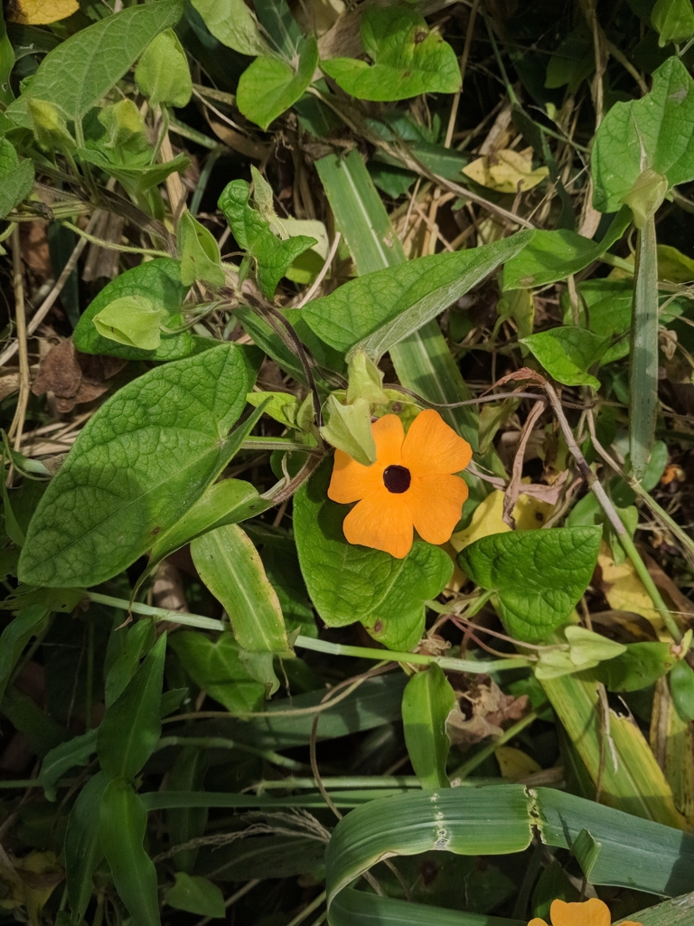 Thunbergia alata, Redenção - CE, Brasil