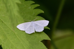 Scopula subpunctaria