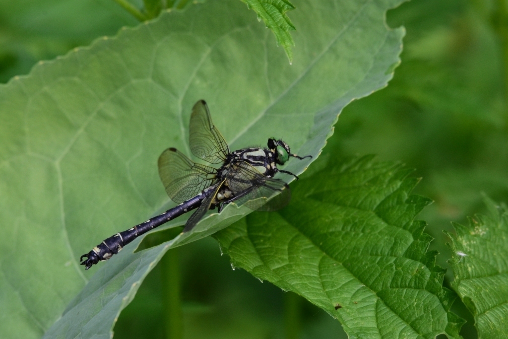 Shaogomphus
