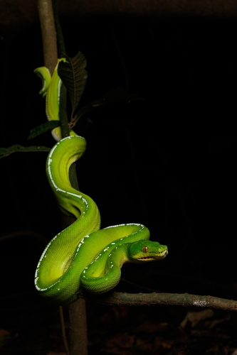 Southern Green Python sighting