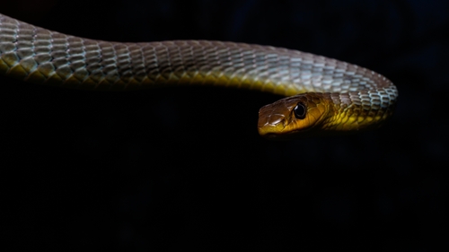 Common Tree Snake sighting