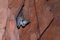 Australian False Vampire Bat photo 5